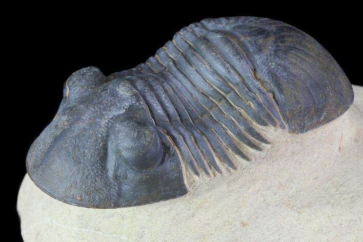 Paralejurus Trilobite Fossil - Foum Zguid, Morocco #70072